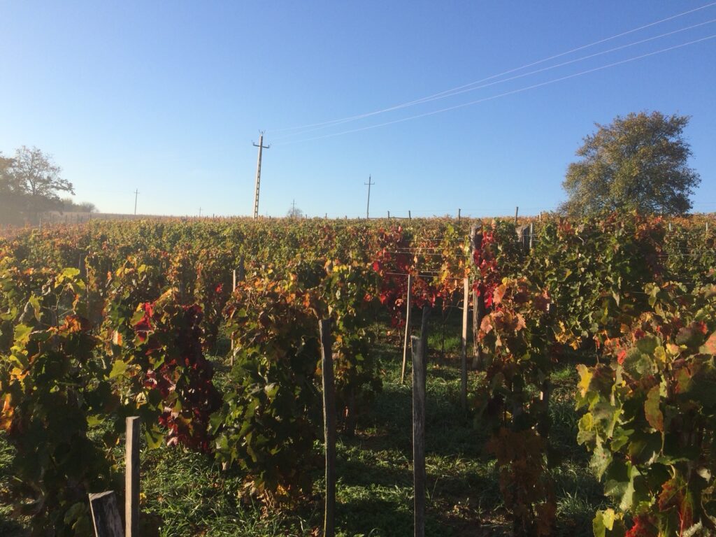 A gyönki terroir &ndash; termőtalaj és szőlősorok